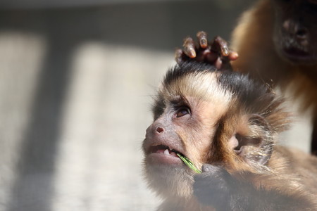 浜松市動物園22