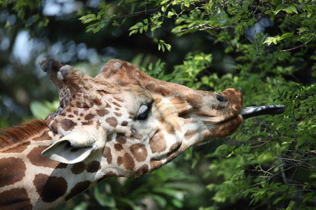 浜松市動物園25