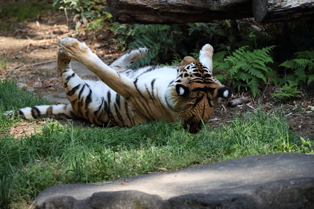 浜松市動物園41