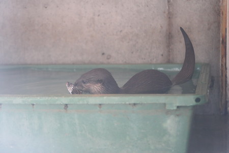 浜松市動物園52