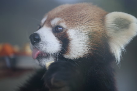 浜松市動物園55