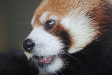 浜松市動物園57