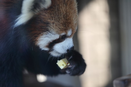 浜松市動物園58