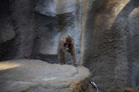 浜松市動物園68