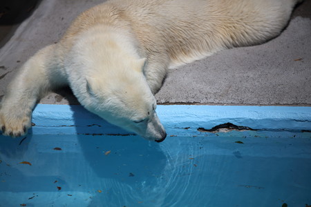 浜松市動物園83