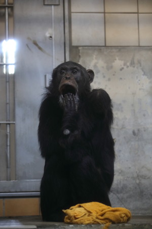 浜松市動物園89