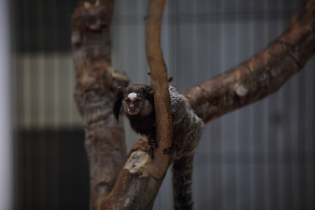 浜松市動物園92