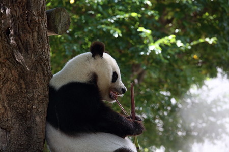 神戸市王子動物園8