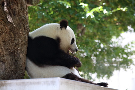 神戸市王子動物園9
