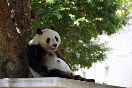 神戸市王子動物園12