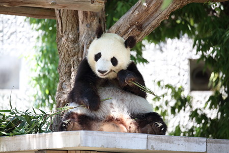 神戸市王子動物園13