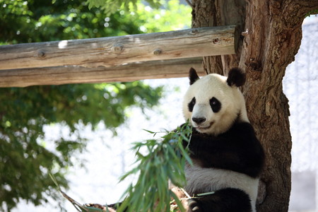 神戸市王子動物園17