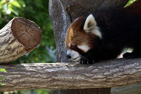 神戸市王子動物園21