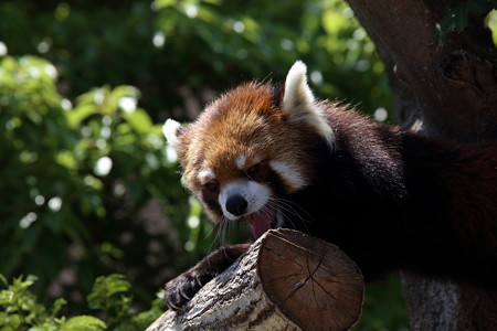 神戸市王子動物園22