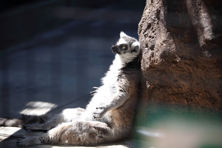 神戸市王子動物園36