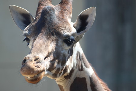 神戸市王子動物園120