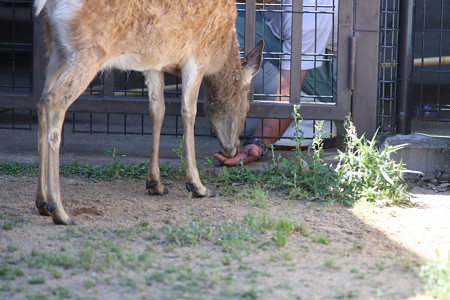 神戸市王子動物園119