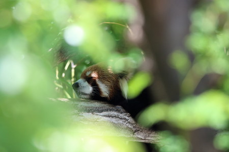 神戸市王子動物園112