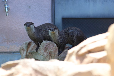 神戸市王子動物園106