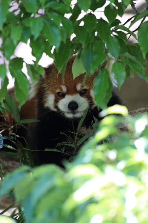 神戸市王子動物園101
