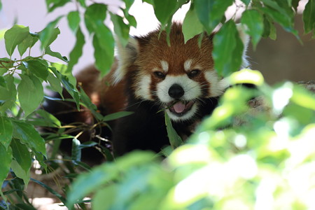 神戸市王子動物園100