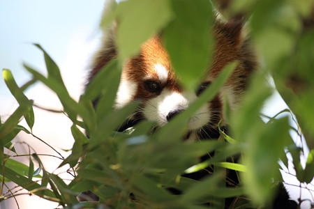 神戸市王子動物園95