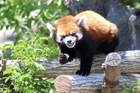 神戸市王子動物園90