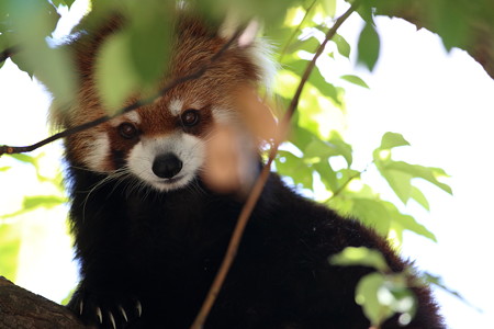 神戸市王子動物園86
