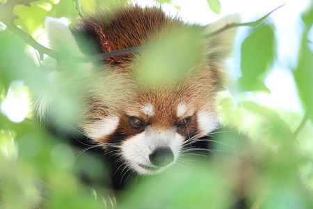 神戸市王子動物園84