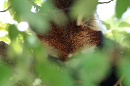 神戸市王子動物園83