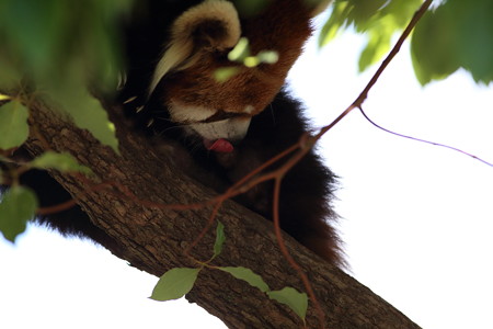 神戸市王子動物園82