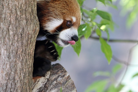 神戸市王子動物園79