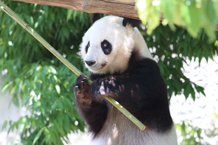 神戸市王子動物園64