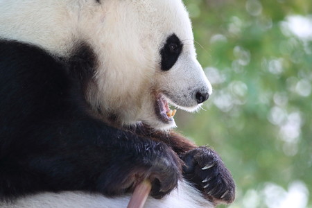 神戸市王子動物園61