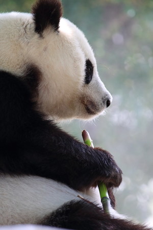 神戸市王子動物園59
