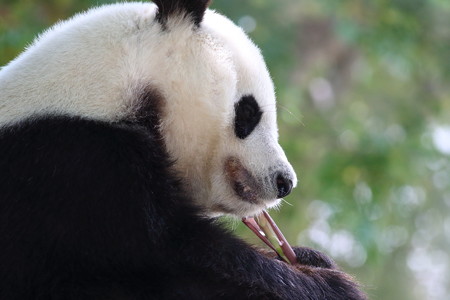 神戸市王子動物園58