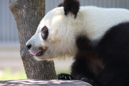 神戸市王子動物園56