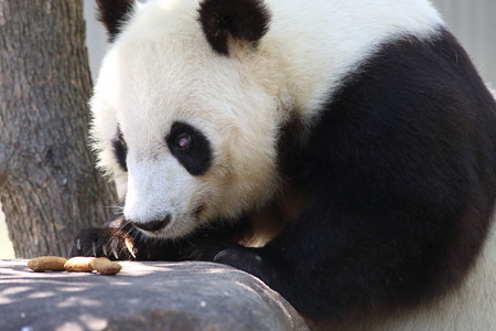 神戸市王子動物園53
