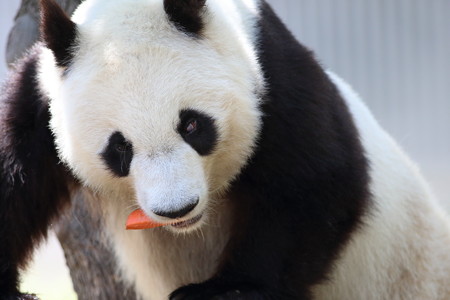 神戸市王子動物園52