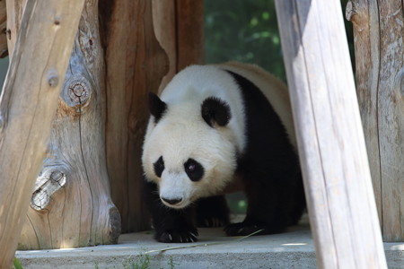 神戸市王子動物園50