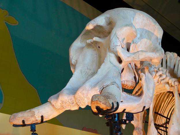 東山動植物園 動物開館：アフリカ象の骨格標本 - 3