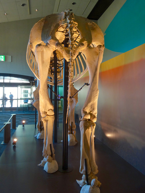 東山動植物園 動物開館：アフリカ象の骨格標本 - 6