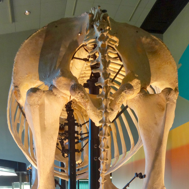 東山動植物園 動物開館：アフリカ象の骨格標本 - 8