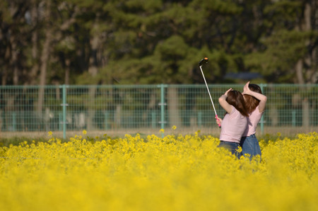 菜の花に埋もれて