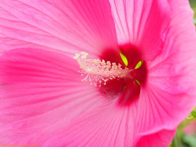 植物公園 アドニスの花 0 17 夏 写真共有サイト フォト蔵