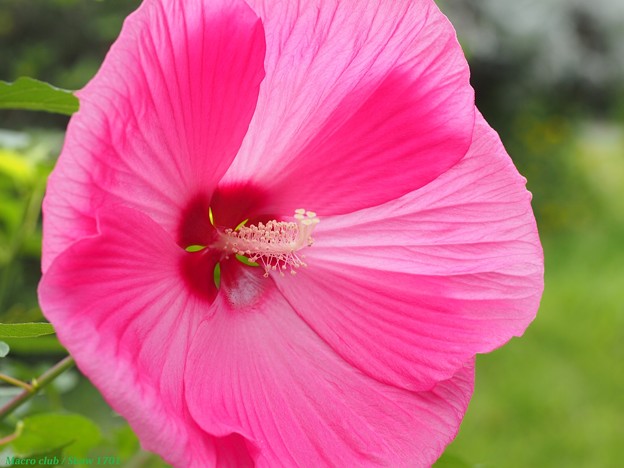 まりん さんのための 植物公園 アドニスの花 021 17 夏 写真共有サイト フォト蔵