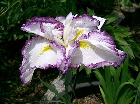 はなしょうぶ・花菖蒲