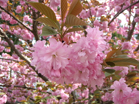 やえざくら・八重桜