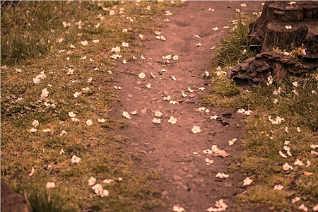 桜の花舞う小路