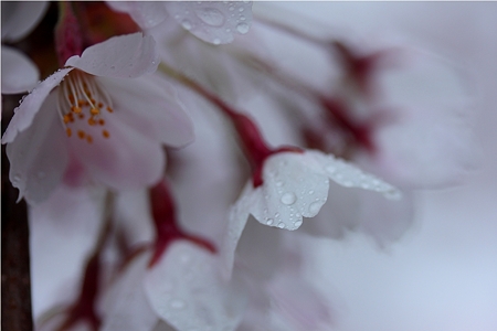 SAKURA〜雨の雫〜
